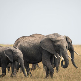 ngorongoro