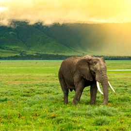 ngorongoro